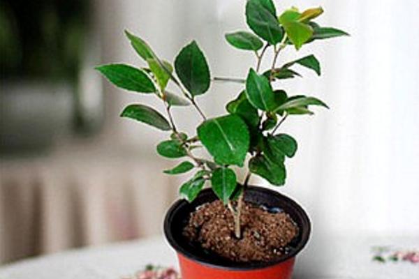 茶花怎么种 茶花种植方法与注意事项