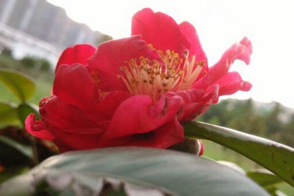 茶花怎么种 茶花种植方法与注意事项