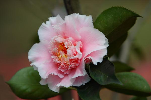 茶花怎么种 茶花种植方法与注意事项