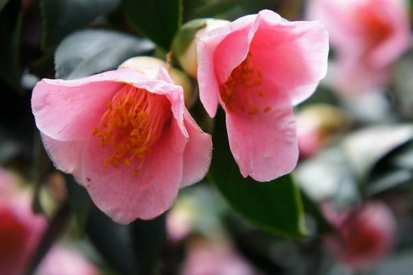 茶花怎么种 茶花种植方法与注意事项