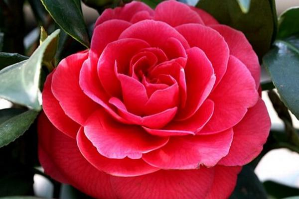 茶花怎么种 茶花种植方法与注意事项