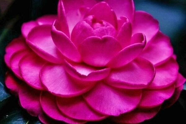 茶花怎么种 茶花种植方法与注意事项