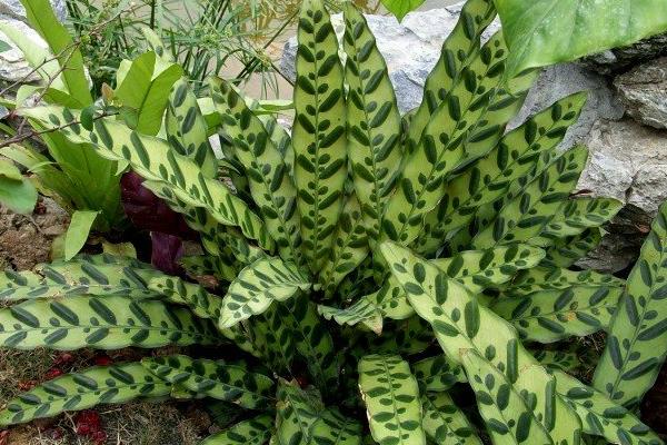 箭羽竹芋市场价格多少钱一盆  箭羽竹芋怎么养