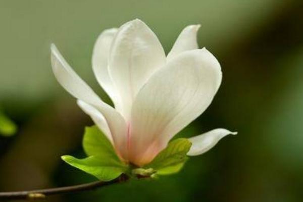 玉兰种子市场价格多少钱一斤 玉兰的养殖方法