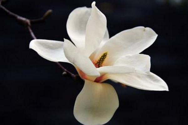 玉兰种子市场价格多少钱一斤 玉兰的养殖方法