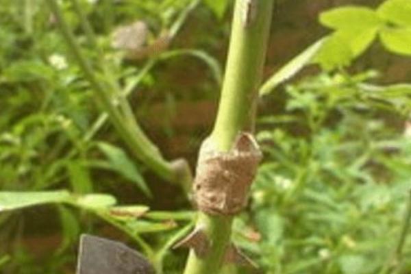 玉兰种子市场价格多少钱一斤 玉兰的养殖方法