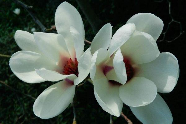 玉兰种子市场价格多少钱一斤 玉兰的养殖方法