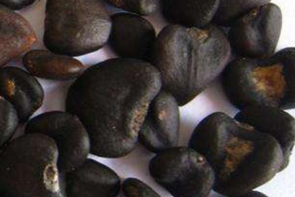 玉兰种子市场价格多少钱一斤 玉兰的养殖方法