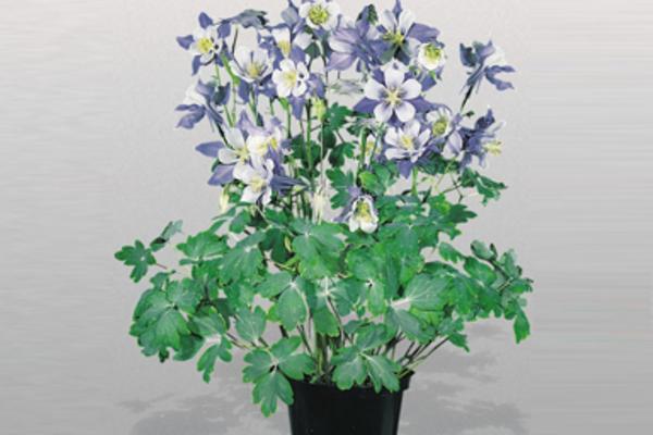 耧斗菜怎么养 盆栽耧斗菜种植方法与注意事项