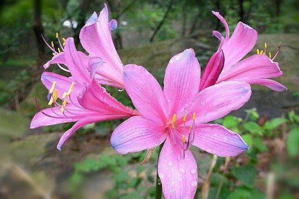 换锦花有毒吗 换锦花能放在室内卧室吗