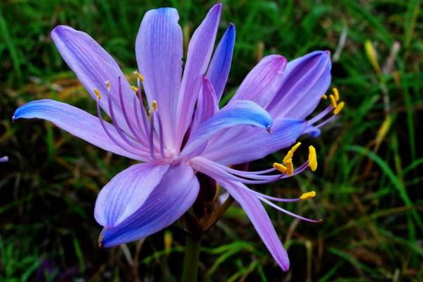 换锦花有毒吗 换锦花能放在室内卧室吗