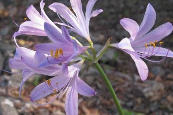 换锦花有毒吗 换锦花能放在室内卧室吗