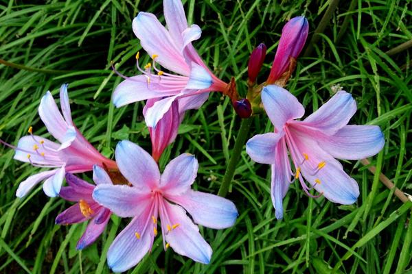 换锦花怎么养 换锦花养殖方法与注意事项