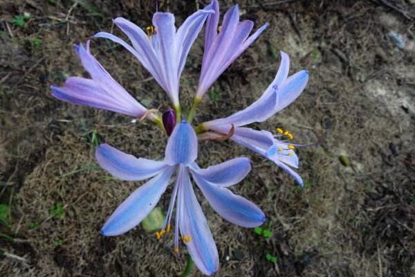 换锦花怎么养 换锦花养殖方法与注意事项