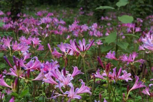 换锦花怎么养 换锦花养殖方法与注意事项