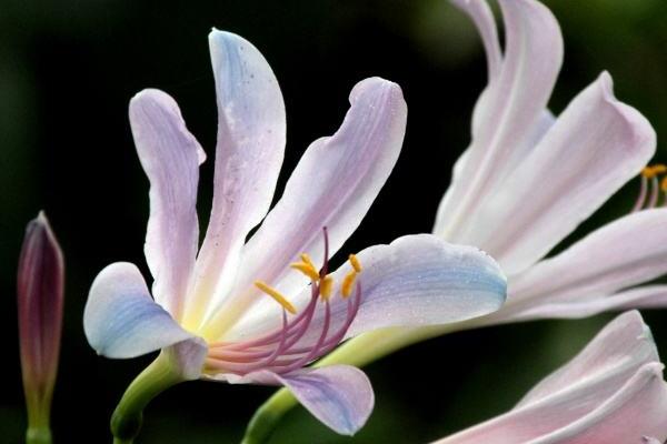 换锦花怎么养 换锦花养殖方法与注意事项