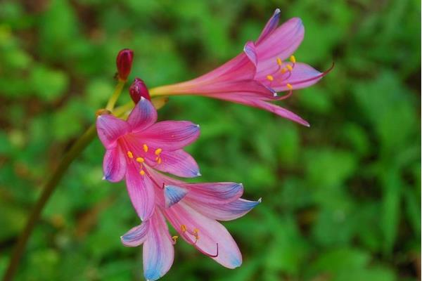 换锦花怎么养 换锦花养殖方法与注意事项