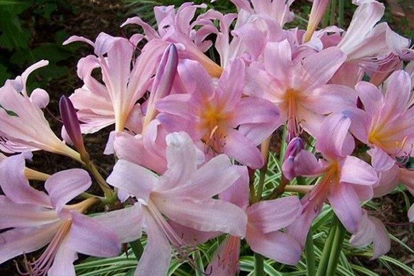 换锦花怎么养 换锦花养殖方法与注意事项