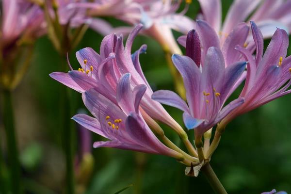 换锦花怎么养 换锦花养殖方法与注意事项
