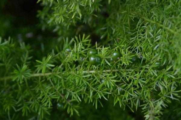 天门冬和天门的区别是什么 天门冬的养殖方法