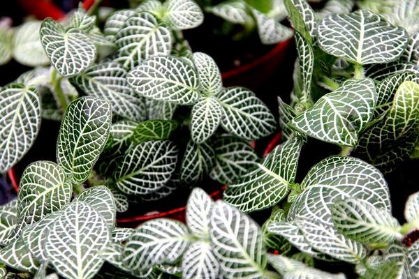 网纹草扦插繁殖方法 网纹草什么时候播种