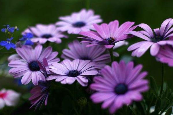 蓝目菊图片大全 蓝目菊花语及寓意