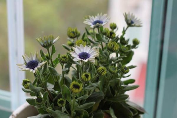 蓝目菊怎么浇水(多久浇一次) 蓝目菊怎么施肥