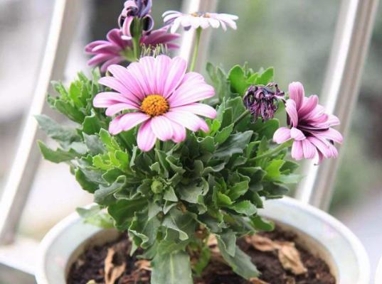 蓝目菊怎么浇水(多久浇一次) 蓝目菊怎么施肥