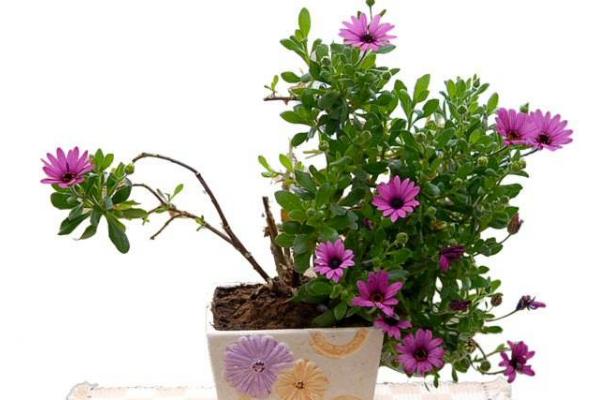 蓝目菊怎么浇水(多久浇一次) 蓝目菊怎么施肥