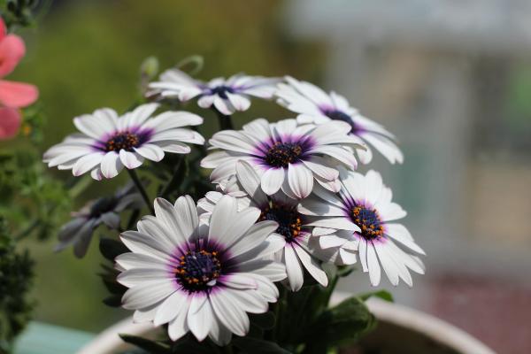 蓝目菊怎么浇水(多久浇一次) 蓝目菊怎么施肥