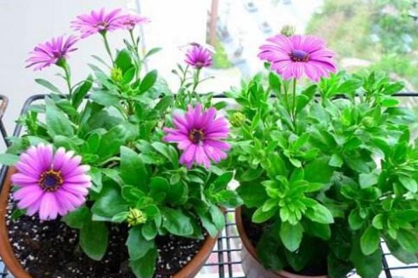 蓝目菊怎么浇水(多久浇一次) 蓝目菊怎么施肥