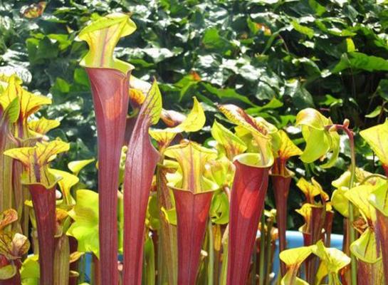 瓶子草和猪笼草的区别是什么 瓶子草的捕食方法