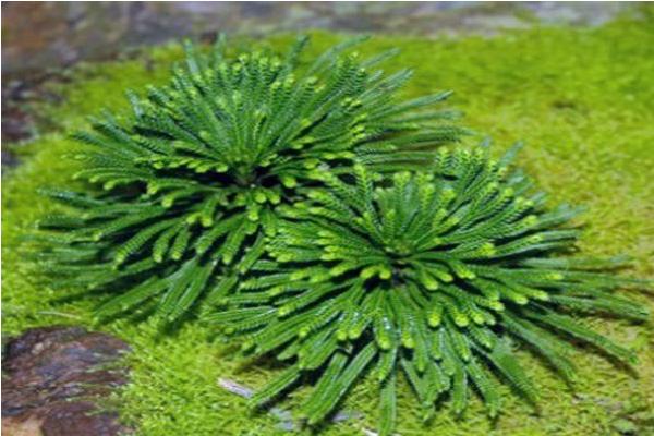 卷柏怎么浇水（多久浇一次） 卷柏的养殖方法及注意事项