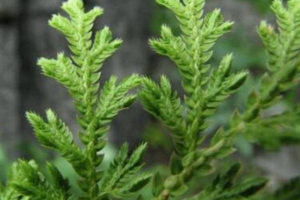 卷柏怎么浇水(多久浇一次) 卷柏的养殖方法及注意事项