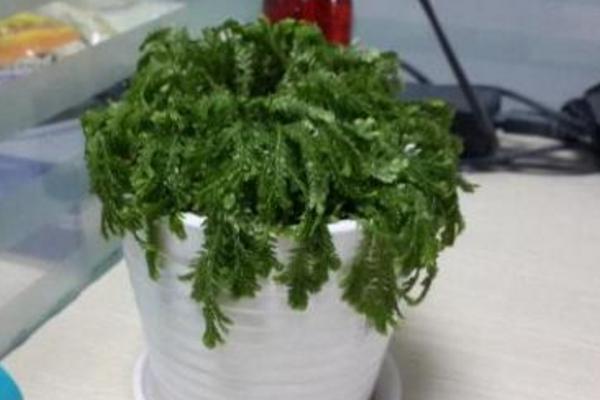 卷柏怎么浇水(多久浇一次) 卷柏的养殖方法及注意事项