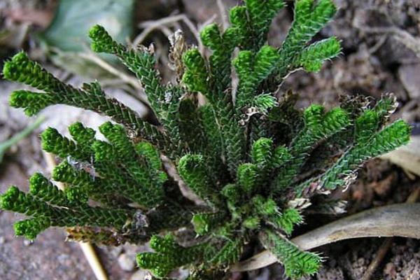 卷柏怎么浇水(多久浇一次) 卷柏的养殖方法及注意事项