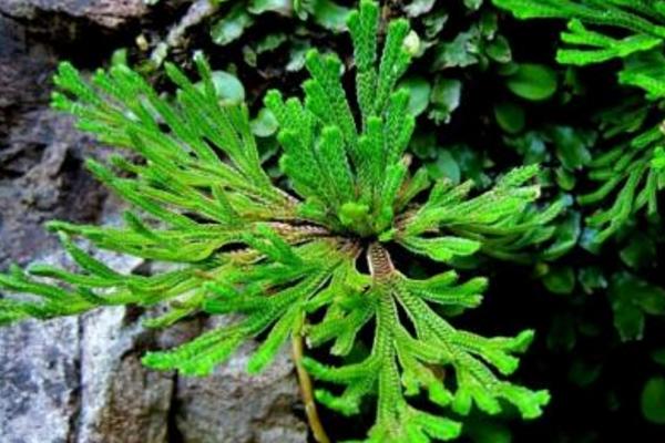 卷柏怎么浇水(多久浇一次) 卷柏的养殖方法及注意事项