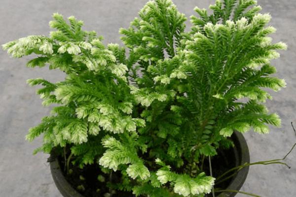 卷柏怎么浇水(多久浇一次) 卷柏的养殖方法及注意事项