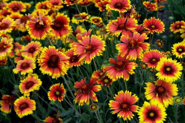 天人菊图片大全 天人菊花语及寓意