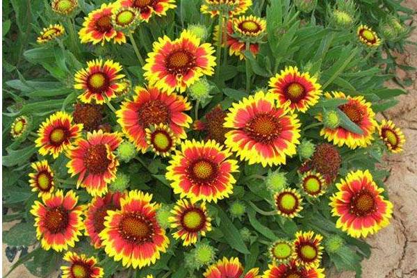 天人菊种子市场价格多少钱一斤 天人菊种子如何播种