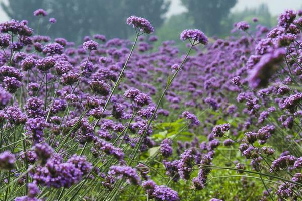 马鞭草种子市场价格多少钱一斤  马鞭草种子怎么种