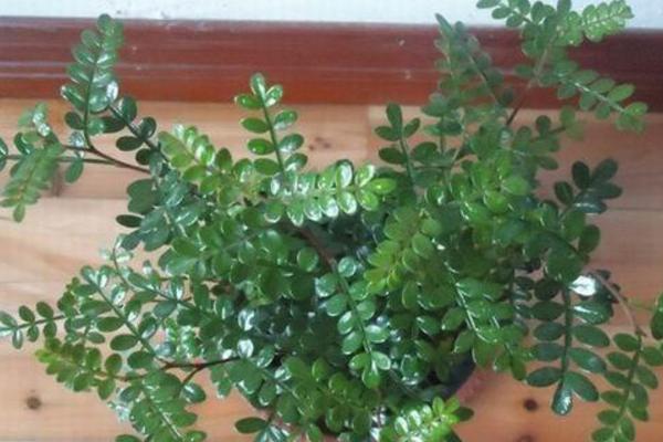 清香木怎么浇水(多久浇一次) 清香木的养殖方法