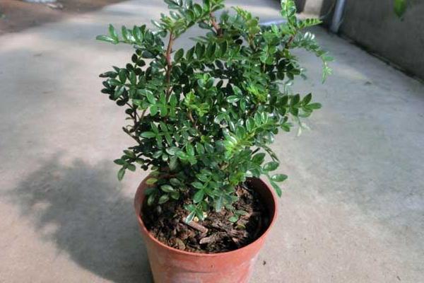 清香木怎么浇水(多久浇一次) 清香木的养殖方法