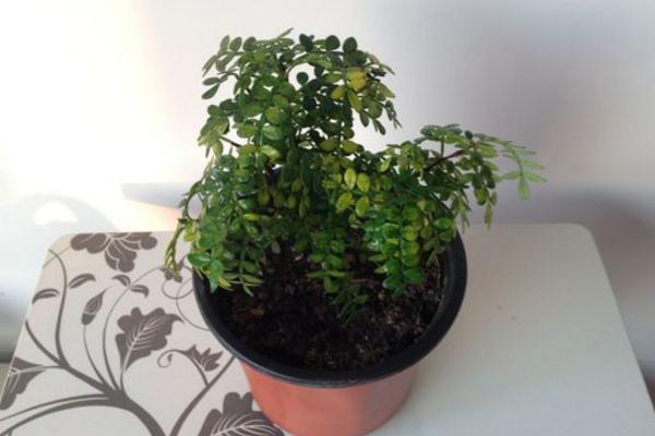 清香木怎么浇水(多久浇一次) 清香木的养殖方法