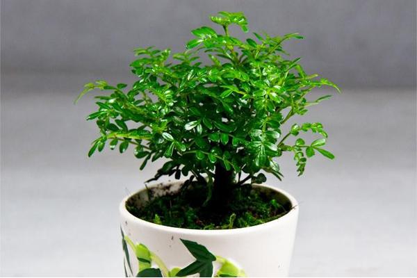 清香木怎么浇水(多久浇一次) 清香木的养殖方法