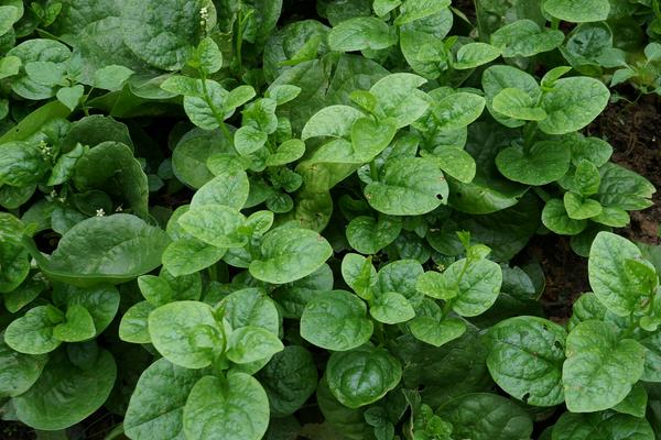 潺菜怎么种(什么时候种) 潺菜种植方法与注意事项