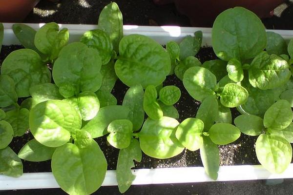 潺菜怎么种(什么时候种) 潺菜种植方法与注意事项