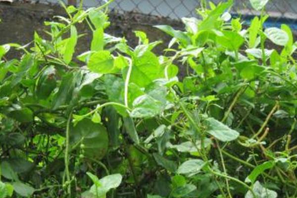 潺菜怎么种(什么时候种) 潺菜种植方法与注意事项