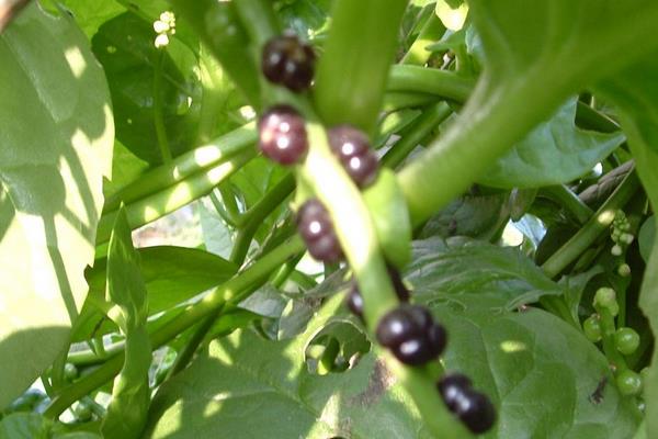 潺菜怎么种(什么时候种) 潺菜种植方法与注意事项