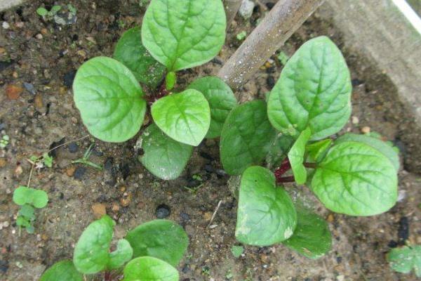 潺菜怎么种(什么时候种) 潺菜种植方法与注意事项